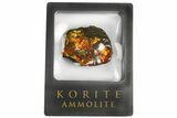 Iridescent Ammolite (Fossil Ammonite Shell) - Alberta, Canada #181200-1